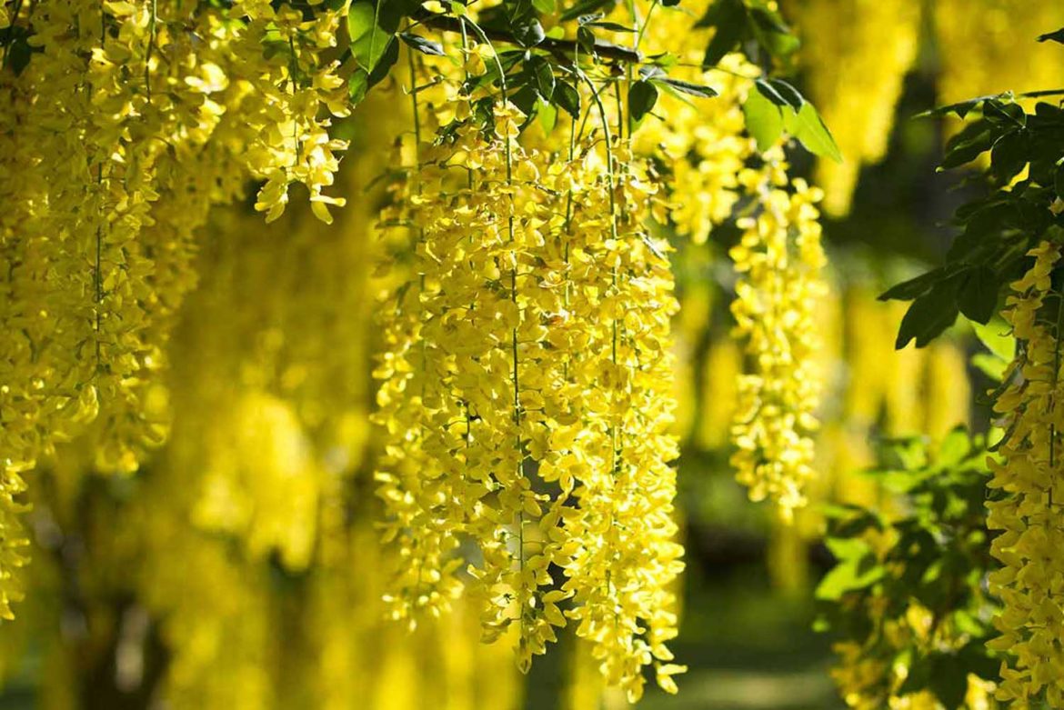 Maggiociondolo laburnum anagyroides