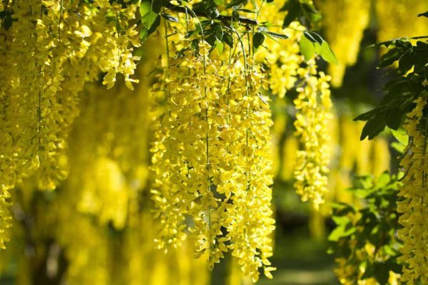 Maggiociondolo laburnum anagyroides