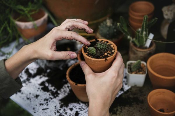 Come piantare una pianta