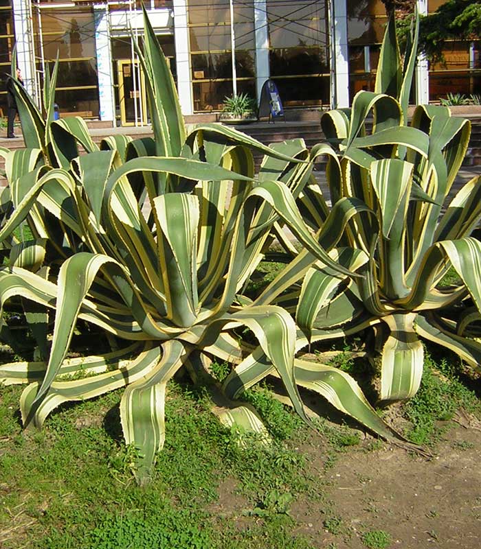 Specie agave