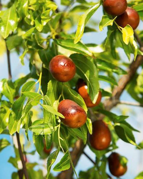 Alberi da frutto in provincia di vicenza