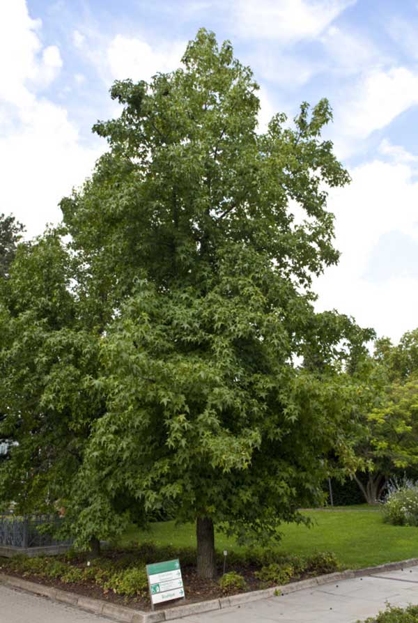 Alberi per giardino a cespuglio