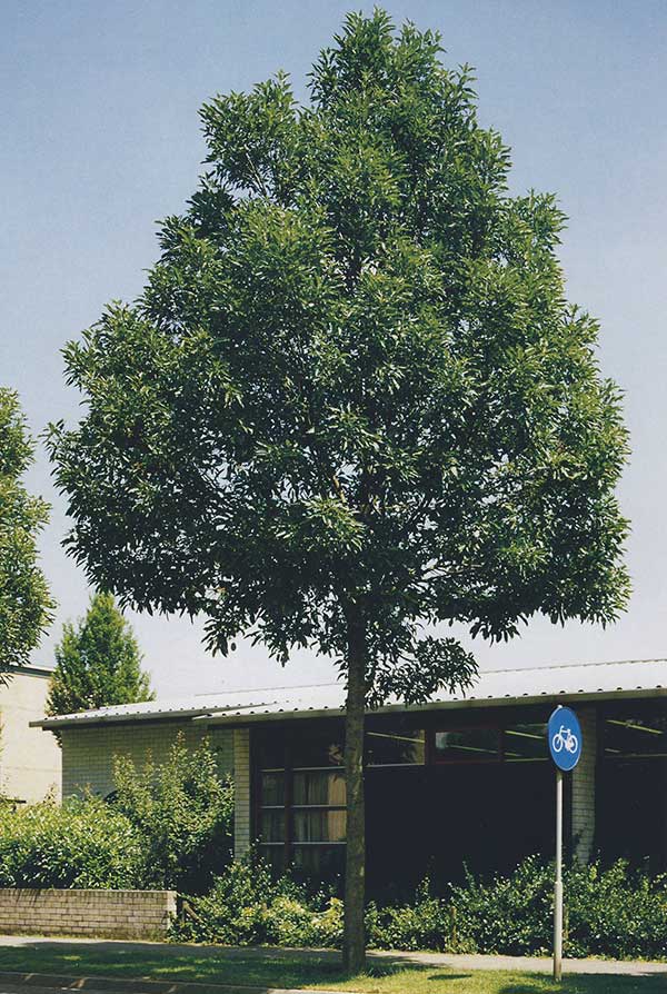 Alberi per giardino ad alberello