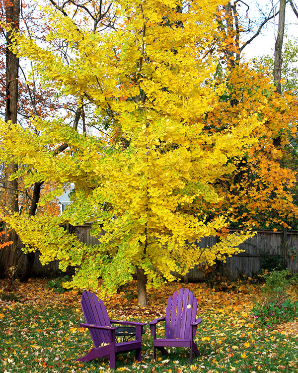 Alberi per giardino in provincia di vicenza