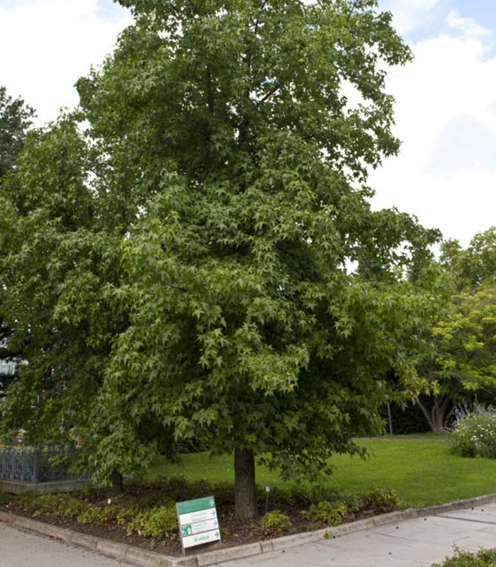 Specie liquidambar