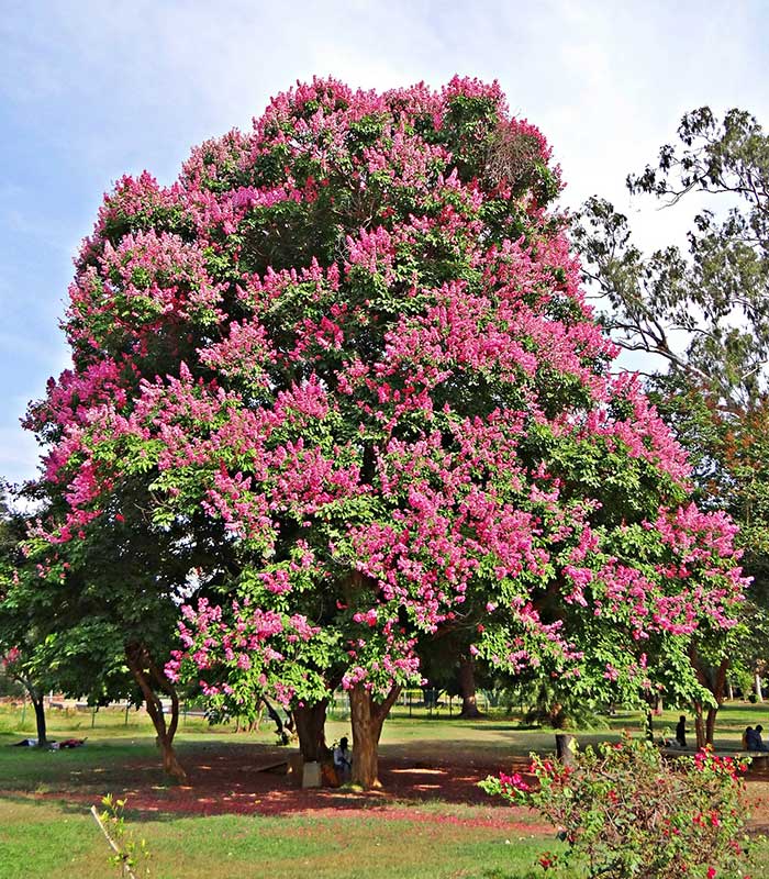 Specie lagerstroemia