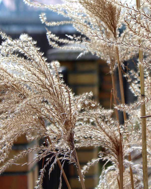 Vendita piante decorative per giardino vicenza provincia