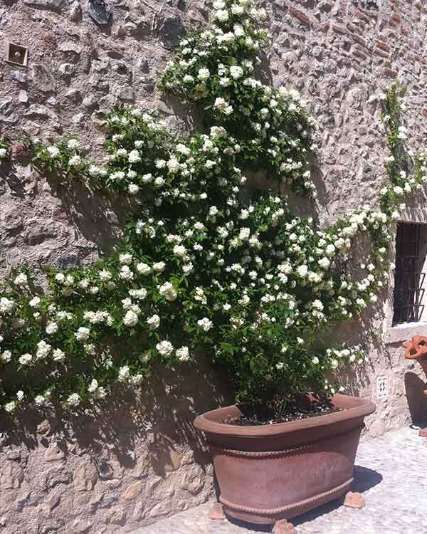 Vendita rampicanti per giardino a vicenza