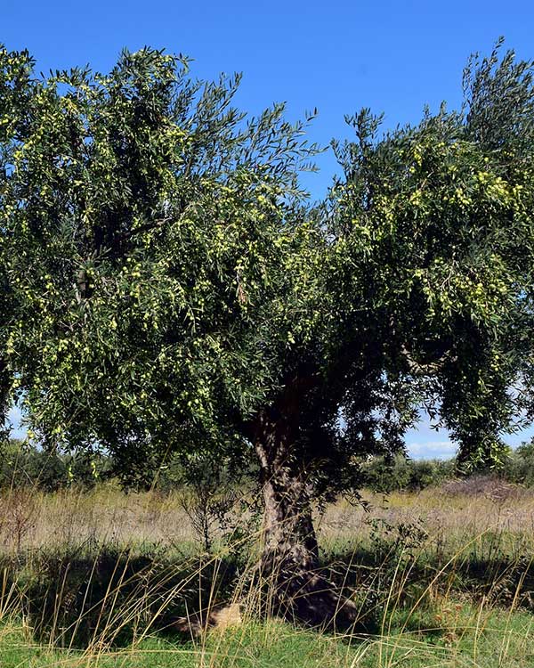 Vivaio piante del mediterraneo vicenza