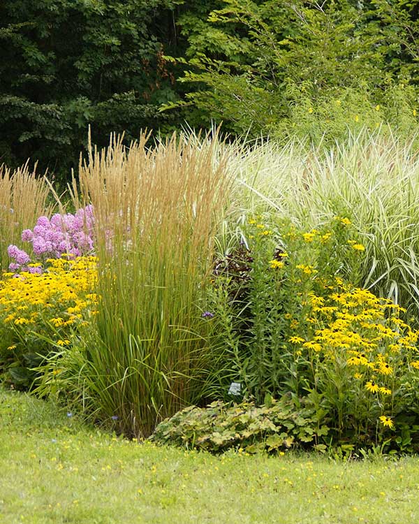 Vivaio piante ornamentali per giardino vicenza provincia