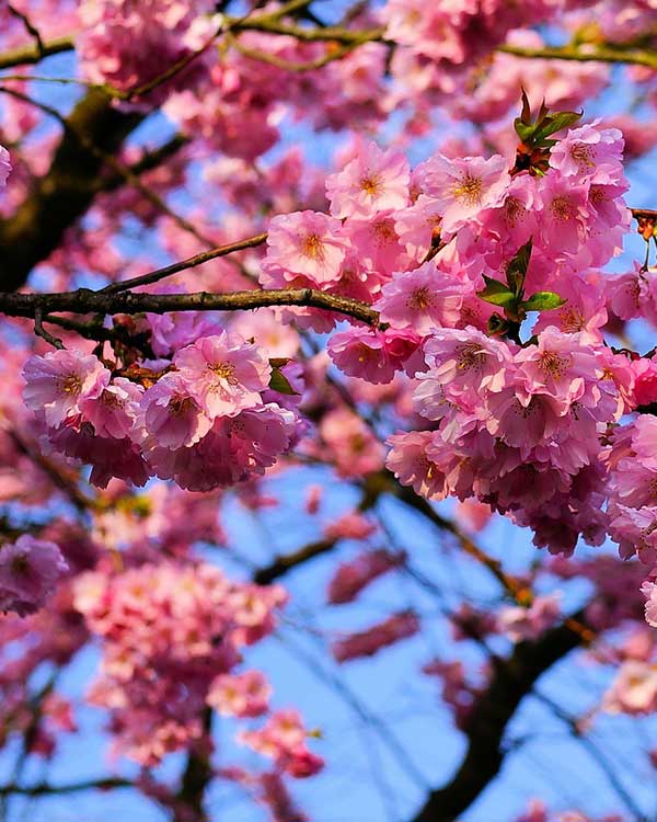 Vivaio vendita alberi che fioriscono provincia vicenza