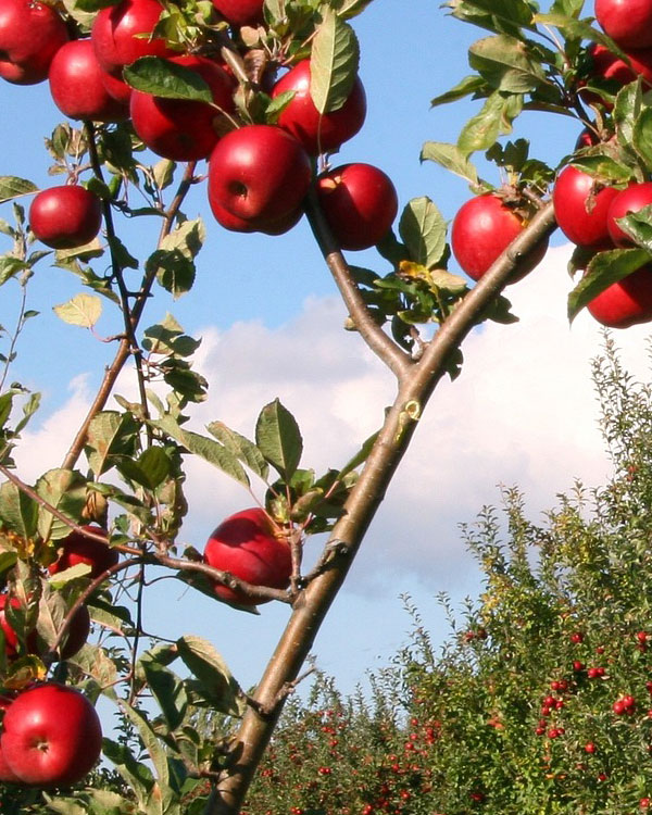 Vivaio vendita alberi da frutto provincia vicenza