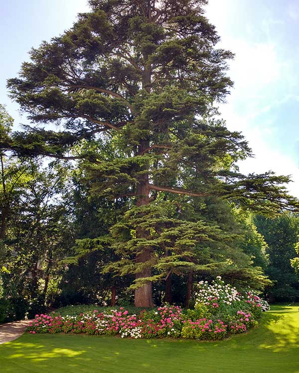 Vivaio vendita alberi sempreverdi provincia vicenza