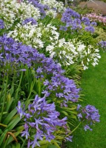 Agapanthus giglio africano