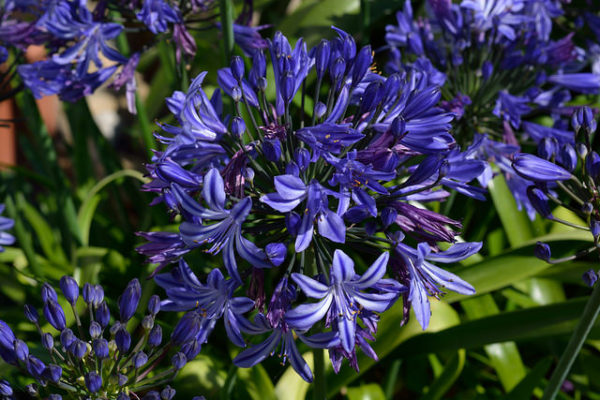 Agapanthus giglio africano