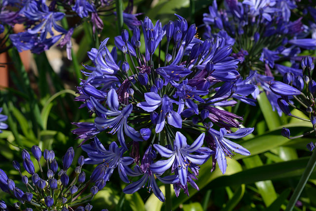 Agapanthus (Giglio africano) | Vivai Dall'Ava Vicenza